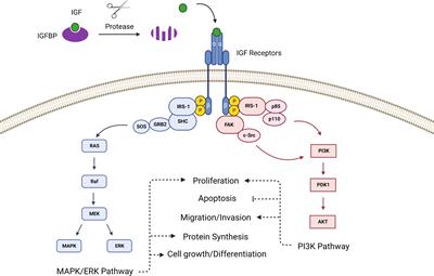 Insulin-like growth factor binding protein 5: Diverse roles in cancer